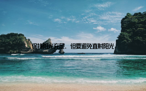 保持阳光充足, 但要避免直射阳光