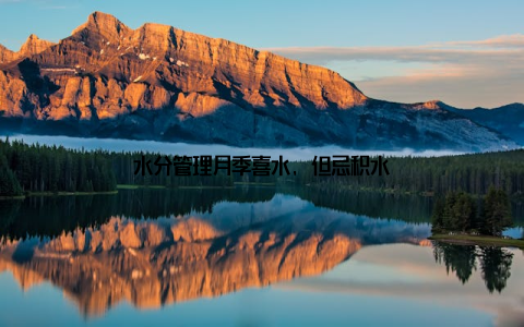 水分管理月季喜水, 但忌积水